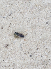 Stictia signata