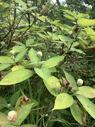 Hydrangea involucrata, photograph 3