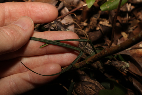 Image of Parsonsia paulforsteri by (c) Greg Tasney, some rights reserved (CC BY-SA)