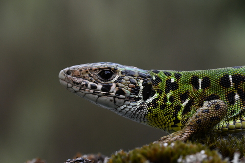 Iberian Emerald Lizard, photo 3 of 10