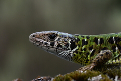 Schreiber's Green Lizard photo 3