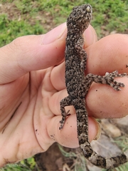 Jinsha Gecko photo 2