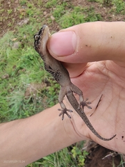 Jinsha Gecko photo 3