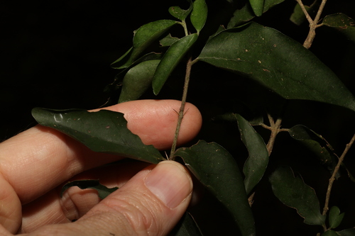 Image of Randia moorei by (c) Greg Tasney, some rights reserved (CC BY-SA)