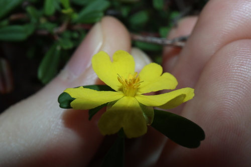 Image of Hibbertia linearis by (c) Thomas Mesaglio, some rights reserved (CC BY)