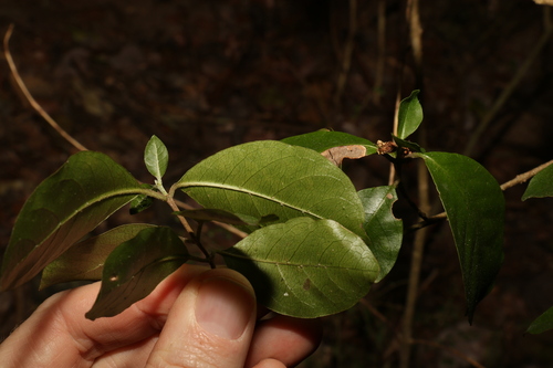 Image of Hodgkinsonia ovatiflora by (c) Greg Tasney, some rights reserved (CC BY-SA)