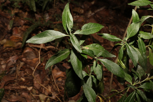 Image of Justicia hygrophiloides by (c) Greg Tasney, some rights reserved (CC BY-SA)