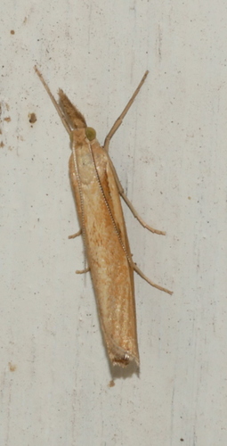 Common Grass-veneer, Bennekom, Nederland, photo 9 of 10