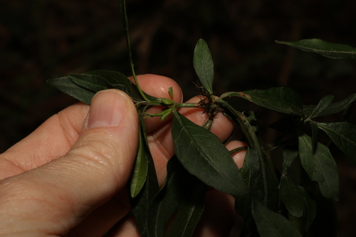 Image of Justicia hygrophiloides by (c) Greg Tasney, some rights reserved (CC BY-SA)