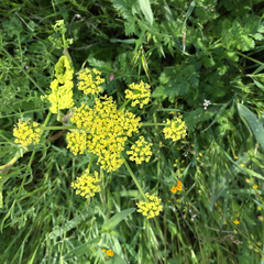 Lomatium utriculatum