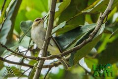 Vireo altiloquus