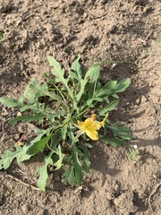 Oenothera grandis