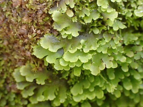Riccardia crassa