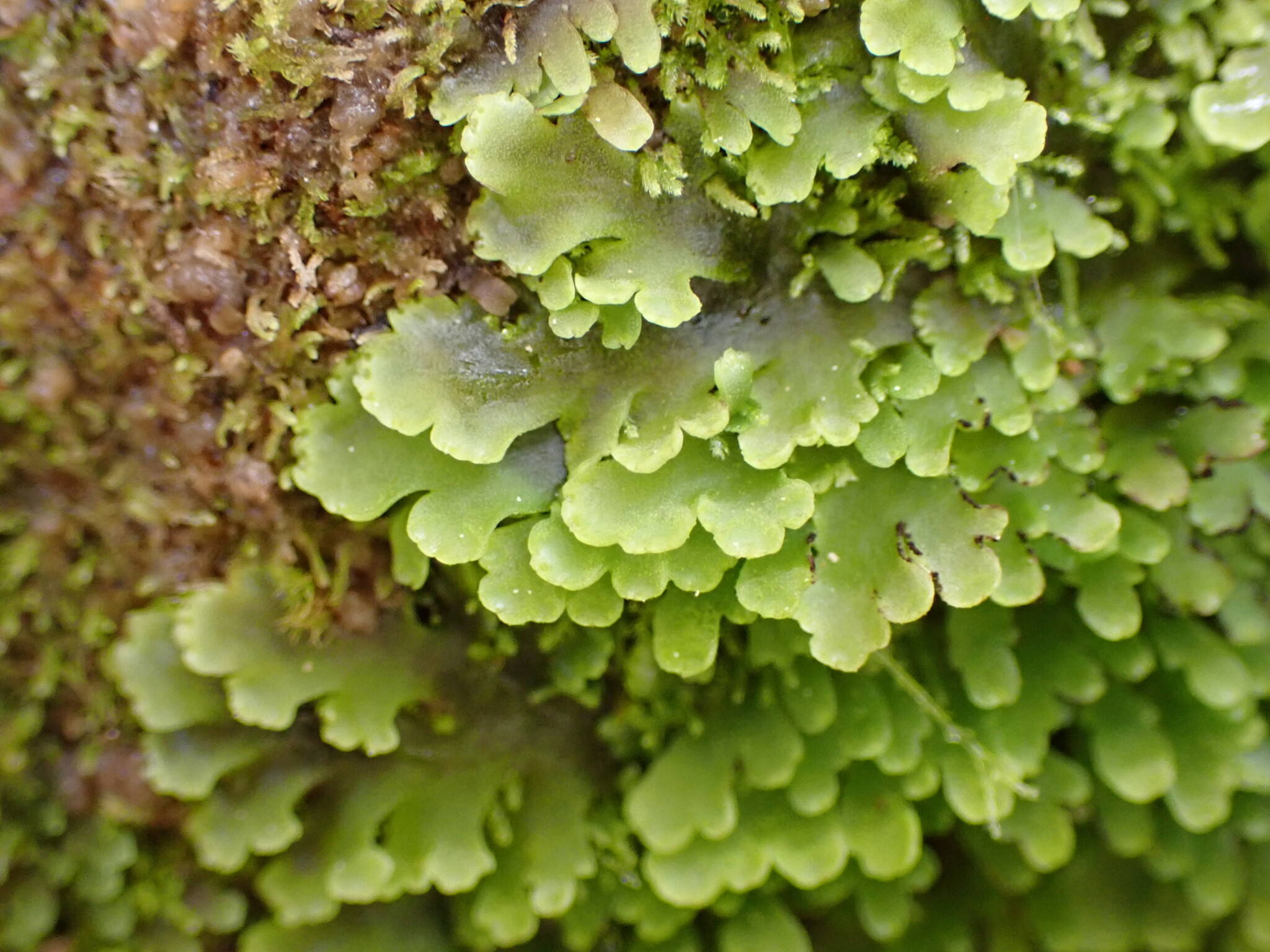 Riccardia crassa