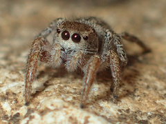Habronattus