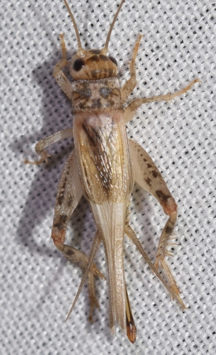 Verge Cricket, Almería, España, photo 10 of 10