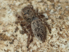 Habronattus