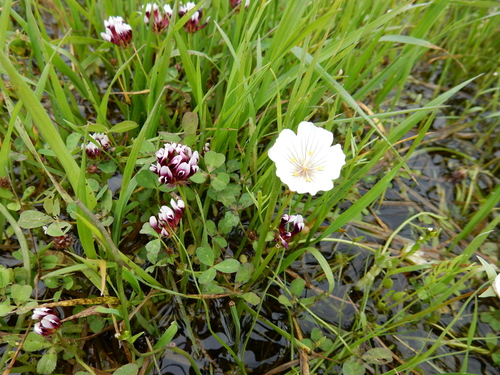iNaturalist observation photo of white-tipped clover
