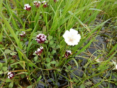 Trifolium variegatum