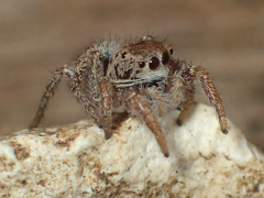 Habronattus