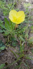 Oenothera macrocarpa
