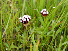 Trifolium variegatum