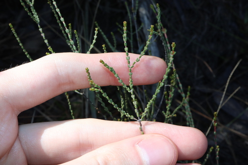 Image of Baeckea brevifolia by (c) Thomas Mesaglio, some rights reserved (CC BY)