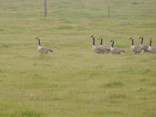 iNaturalist observation photo of Canada Goose