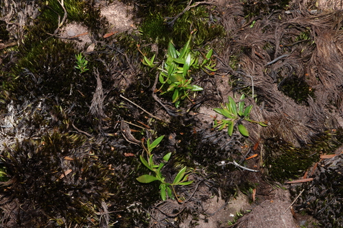 Image of Calandrinia pickeringii by (c) Thomas Mesaglio, some rights reserved (CC BY)