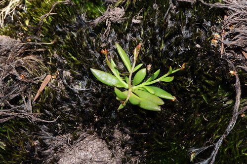 Image of Calandrinia pickeringii by (c) Thomas Mesaglio, some rights reserved (CC BY)