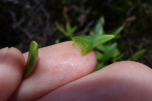 Image of Calandrinia pickeringii by (c) Thomas Mesaglio, some rights reserved (CC BY)