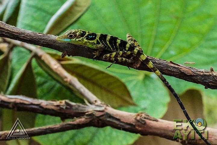 Foothill Anole