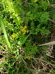 Tauschia texana