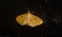 Notarcha aurolinealis