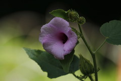 Hibiscus furcellatus