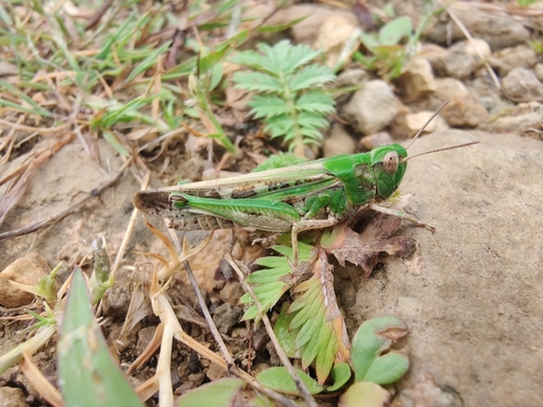 Aiolopus thalassinus