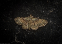 Gymnoscelis derogata