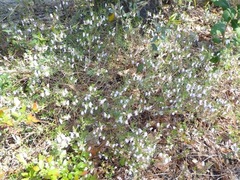 Conradina canescens image