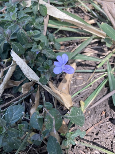 Barleria ventricosa image