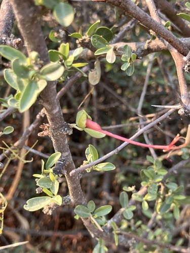 Grey-leaved wormbush (Cadaba termitaria)