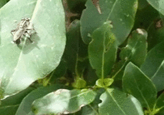 Orthoprosopa bilineata