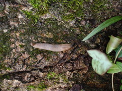 Arion fasciatus