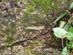 Arion fasciatus