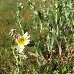 Malacothrix coulteri