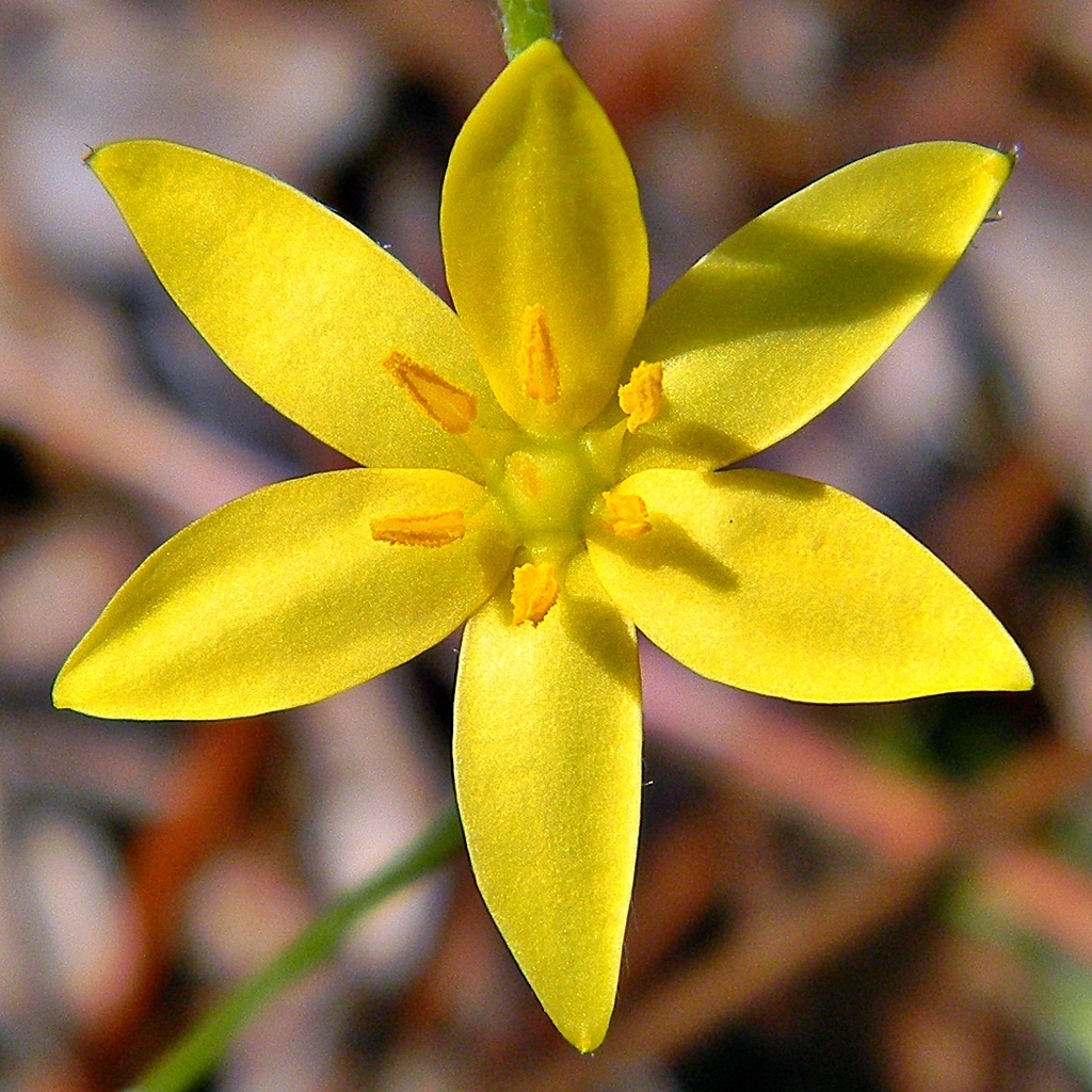Hypoxis