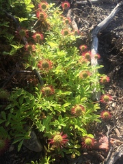 Acaena ovalifolia