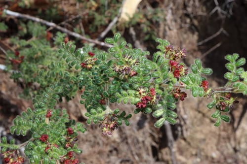 Dodonaea pinnata (Dodonaea pinnata)