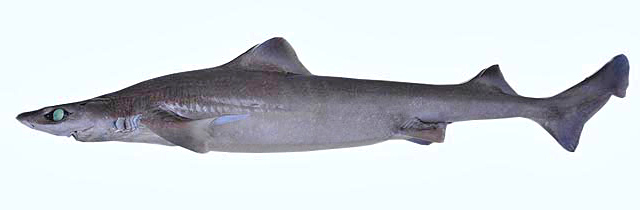 blackfin gulper shark