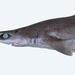 Gulper Shark - Photo D Ross Robertson, no known copyright restrictions (public domain)