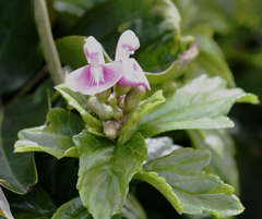 Canavalia cathartica